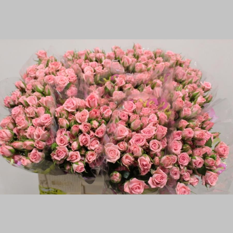 Trandafiri cu ramificatie Roz, 40/50 cm, Pachet (10 buc.)